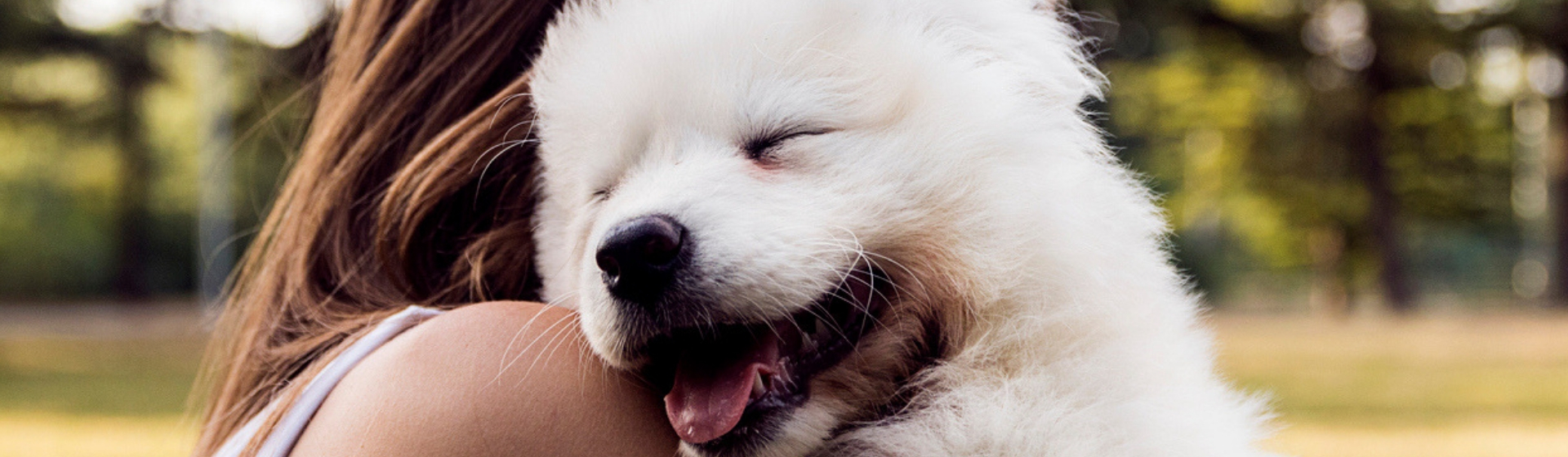 10 cuidados básicos para tu perro (Istock)