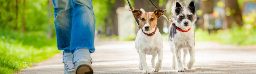¿Hasta qué edad es posible educar a tu perro?