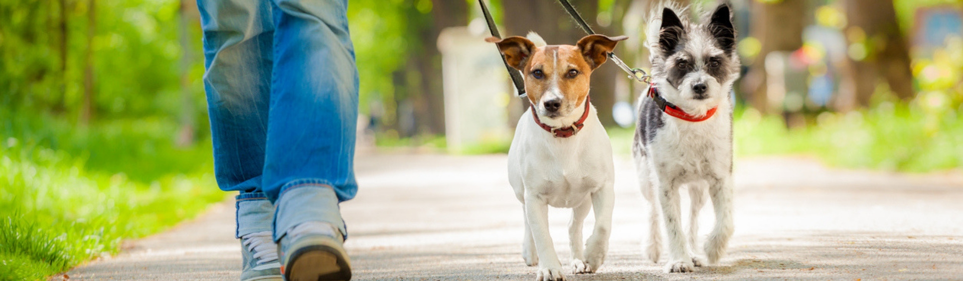 ¿Hasta qué edad es posible educar a tu perro?