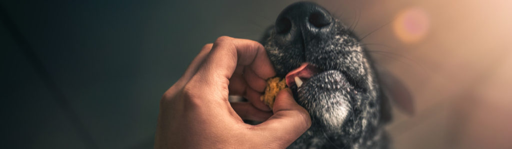 ¿Deben comer carne los perros? (Istock)
