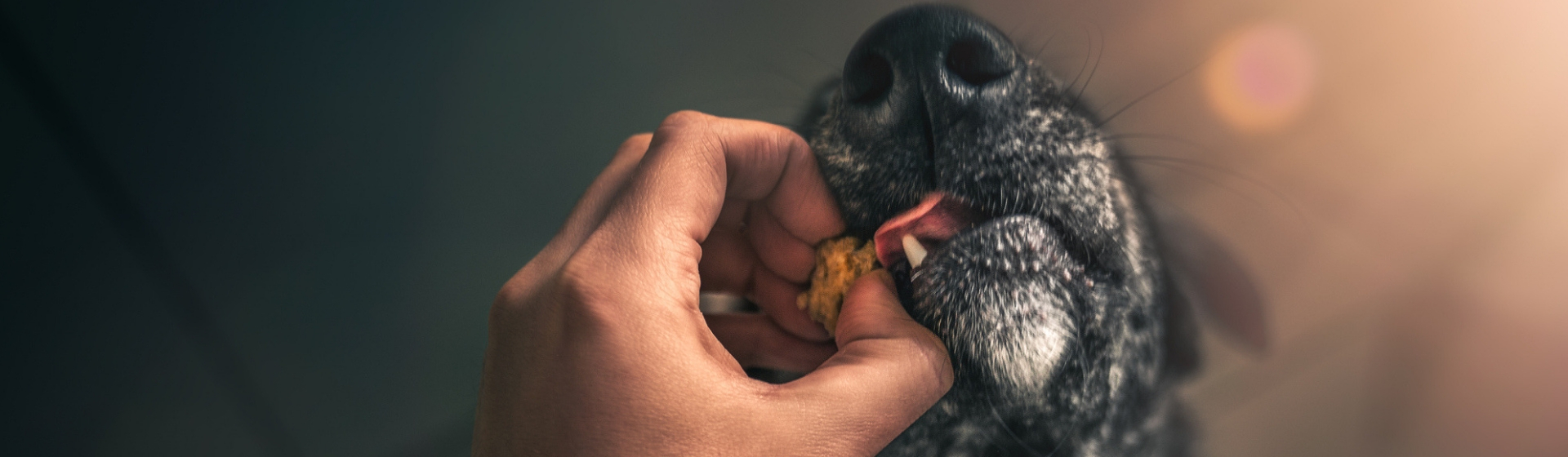 ¿Deben comer carne los perros? (Istock)
