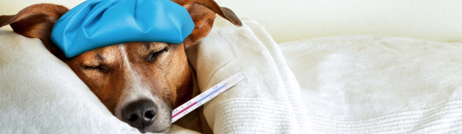 Cómo tratar la fiebre en perros (Istock)