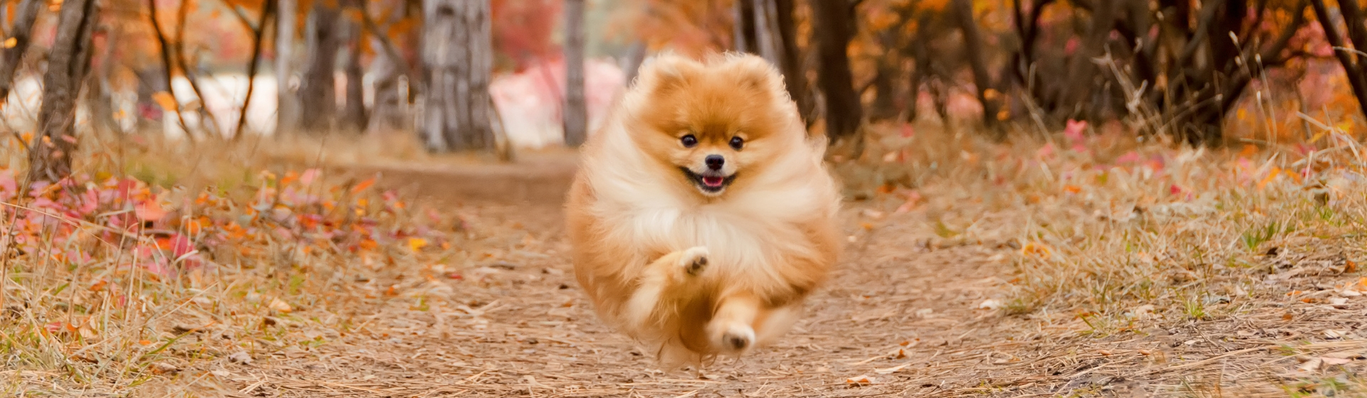 Las 10 razas de perro más longevas que te sorprenderán (Istock)