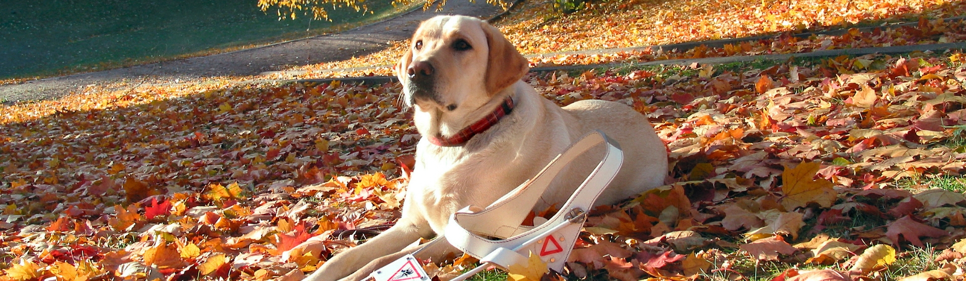 Pros y contras de adoptar un perro guía (Istock)