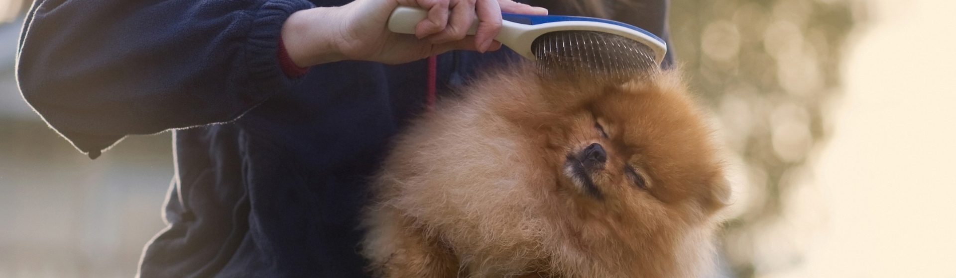 Cómo cepillar adecuadamente a tu perro para que no se le caiga el pelo (Istock)