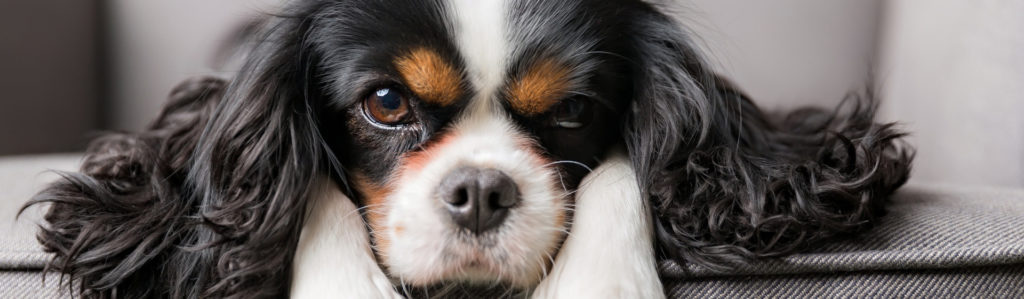 5 consejos para cuidar de tu mascota después de esterilizarla (Istock)
