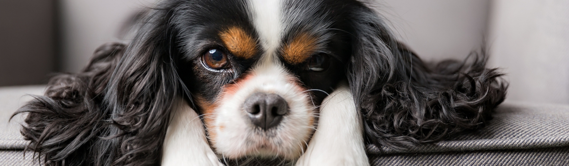 5 consejos para cuidar de tu mascota después de esterilizarla (Istock)