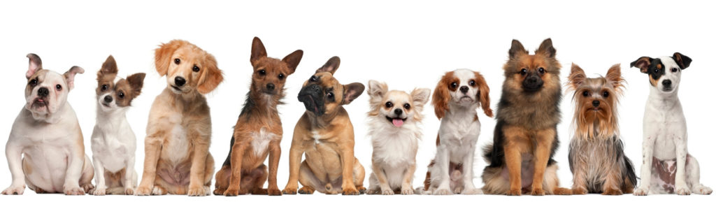 Todo lo que debes saber sobre el apareamiento y cruce de razas en perros (Istock)