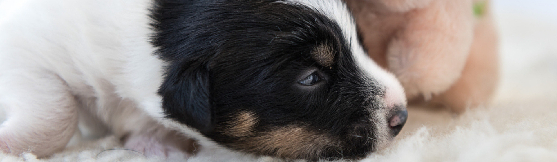 7 riesgos de que tu perra de a luz en casa (Istock)