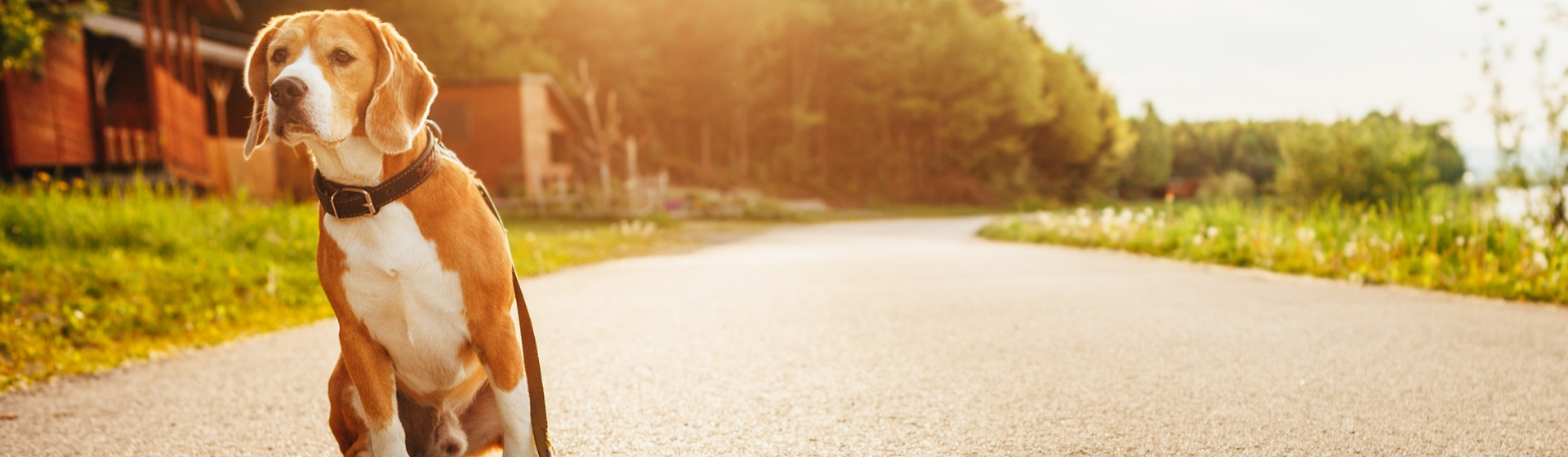 Qué hacer si pierdes a tu perro (Istock)