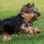Yorkshire terrier (Istock)