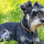 Schnauzer (Istock)
