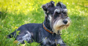 Schnauzer (Istock)