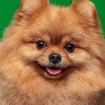 Pomerania (Istock)