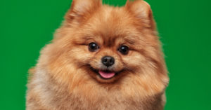 Pomerania (Istock)