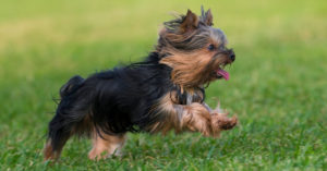 Yorkshire terrier (Istock)