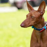 Podenco (Istock)
