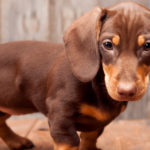 Perro salchicha (Istock)