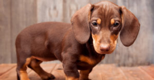 Perro salchicha (Istock)