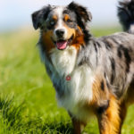 Pastor australiano (Istock)