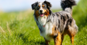 Pastor australiano (Istock)