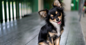 Chihuahua (Istock)
