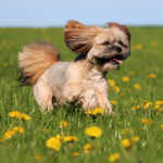 Lhasa Apso (Istock)