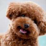 Caniche Toy (Istock)