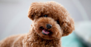 Caniche Toy (Istock)