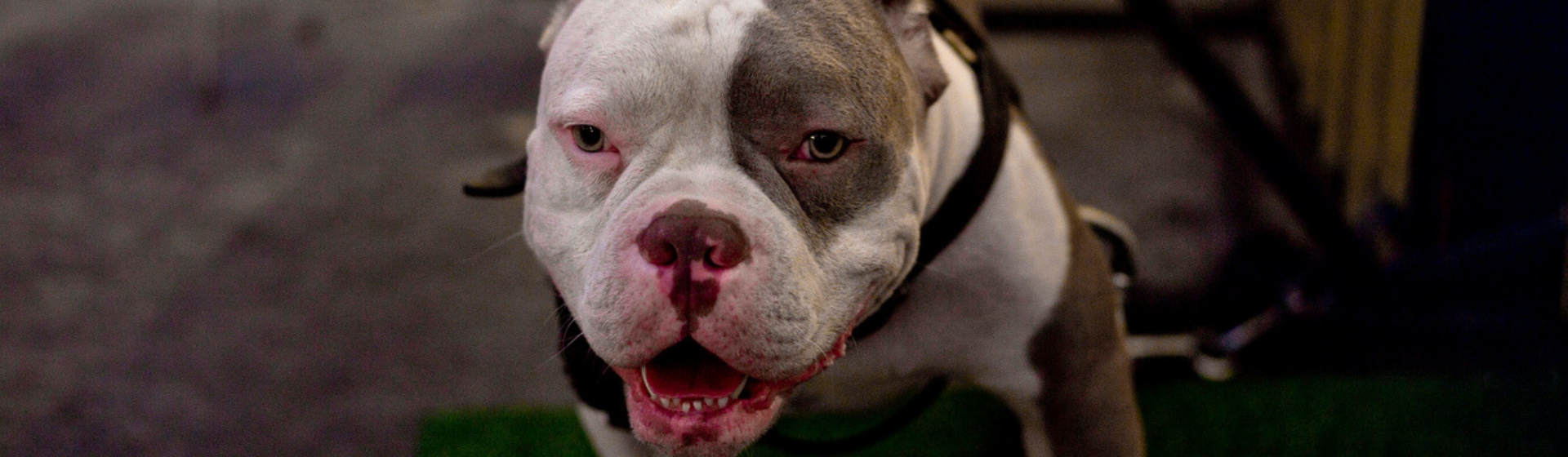 Las 8 razas de perro más agresivas que debes conocer (Istock)