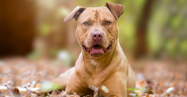 Pitbull terrier (Istock)