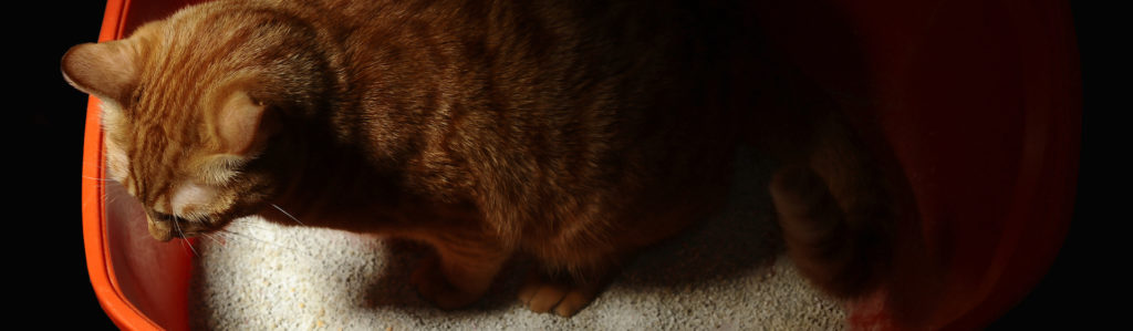5 trucos para mantener limpio el arenero de tu gato