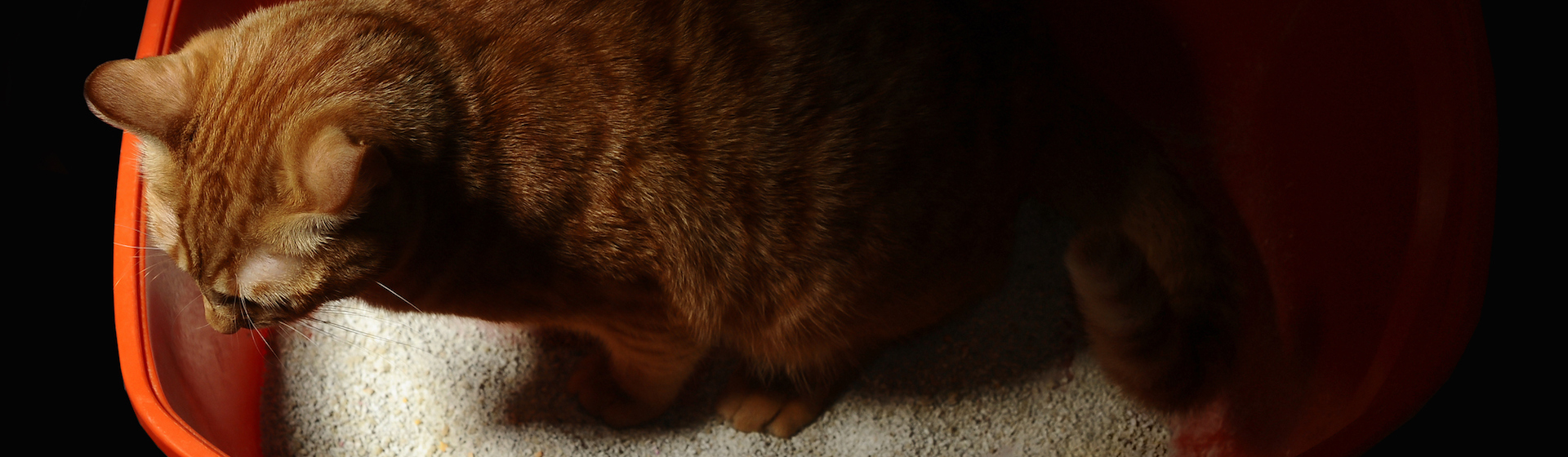 5 trucos para mantener limpio el arenero de tu gato
