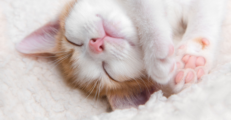 El gatito necesita tener su zona para descansar (iStock).