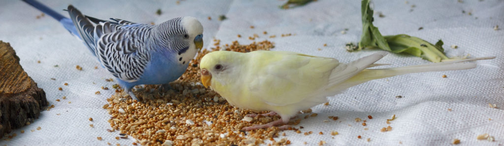 7 alimentos prohibidos para tu pájaro(Foto: iStock)