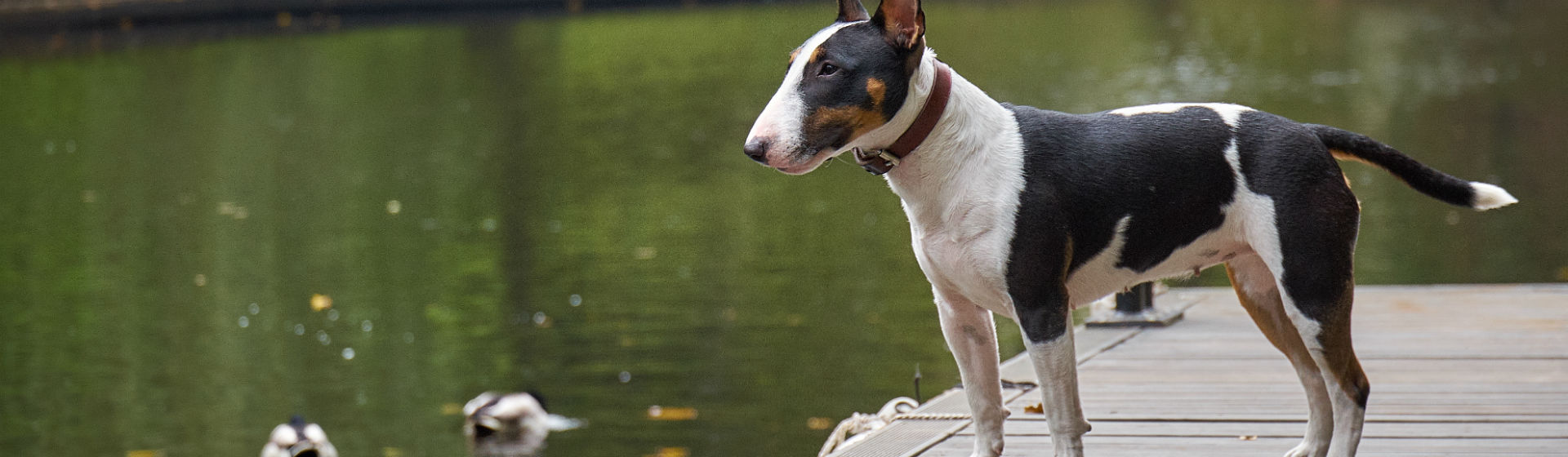 Hay niños dispuestos a cualquier cosa por sus perros (Foto: iStock)