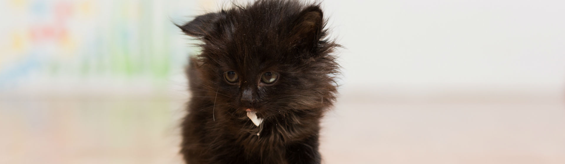 Vigila bien qué come tu gato (Foto: iStock)