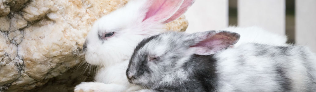Los gatos tienen un momento mejor para aparearse (Foto: iStock)