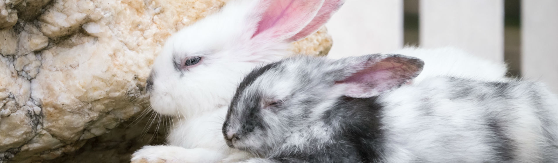 Los gatos tienen un momento mejor para aparearse (Foto: iStock)