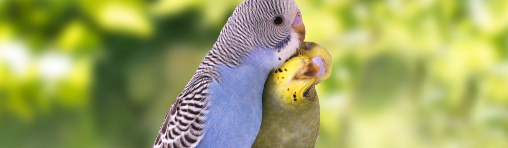 Los periquitos esconden muchas curiosidades (Foto: iStock)