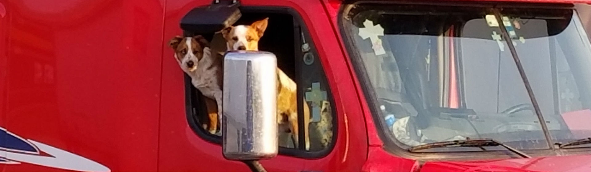 Hasta 64 mascotas ha rescatado este camionero (Foto: iStock)