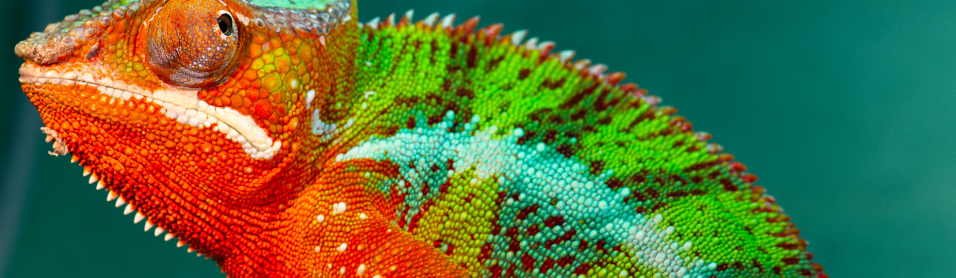 El camaleón se adapta bien como mascota pero requiere sus necesidades (Foto: iStock)