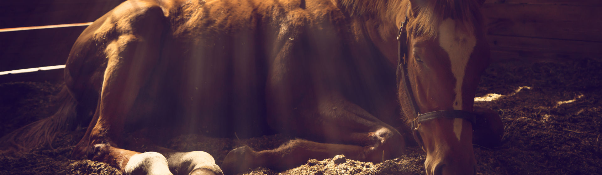 Los caballos pueden contraer varias enfermedades (Foto: iStock)