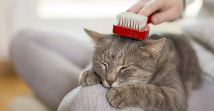 Peine y cepillo para cuidar el pelo de tu minino (iStock).