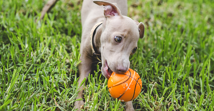 Los galgos son seres amigables y juguetones (iStock).