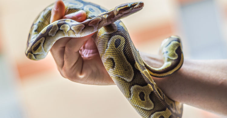 Mantener su hábitat limpio y adecuado es fundamental (Foto: iStock)