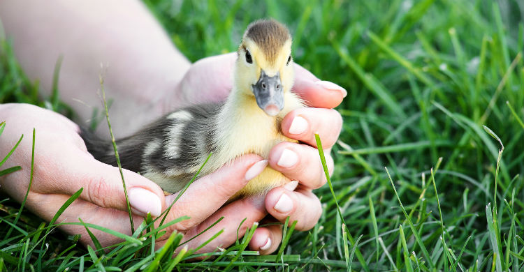 El pato necesita un hábitat en el que poder moverse con facilidad y casi libertad (Foto: iStock)