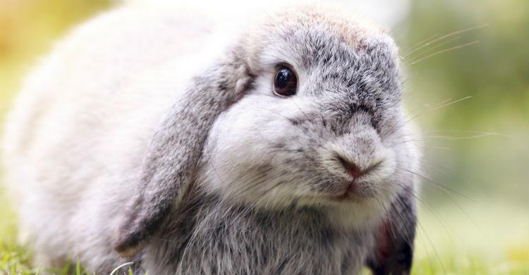 Es fundamental estar atentos a las expresiones del conejo porque pueden estar dándonos una pista de lo que le ocurre (Foto: iStock)