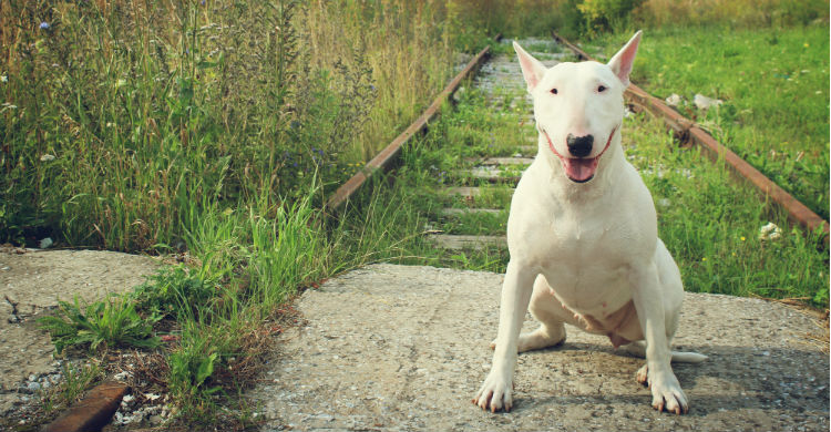 La recompensa de Tiziano por recuperar a su mascota: sus juguetes (Foto: iStock)