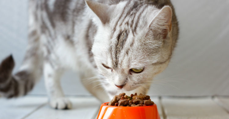 Olvídate de dulces y lácteos en la dieta de tu gato (Foto: iStock)